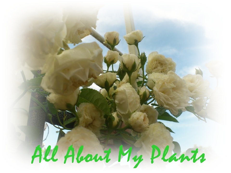 All About My Plant