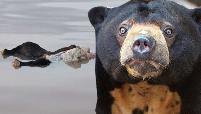 Kejam! Bangkai Beruang Matahari ditemui pelancong di Sungai Kinabatangan