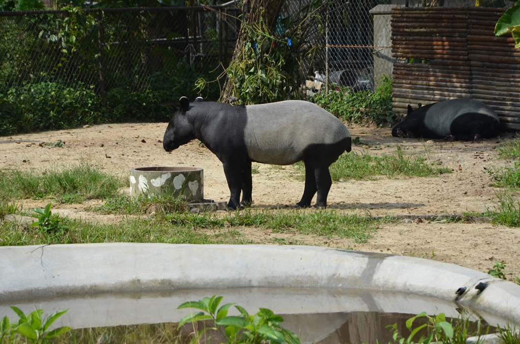 Shahzan hafiz Blog..: Zoo negara... Apa yang menarik.. dan Apa yang