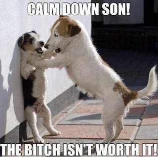 Dog Memes Dog Memes