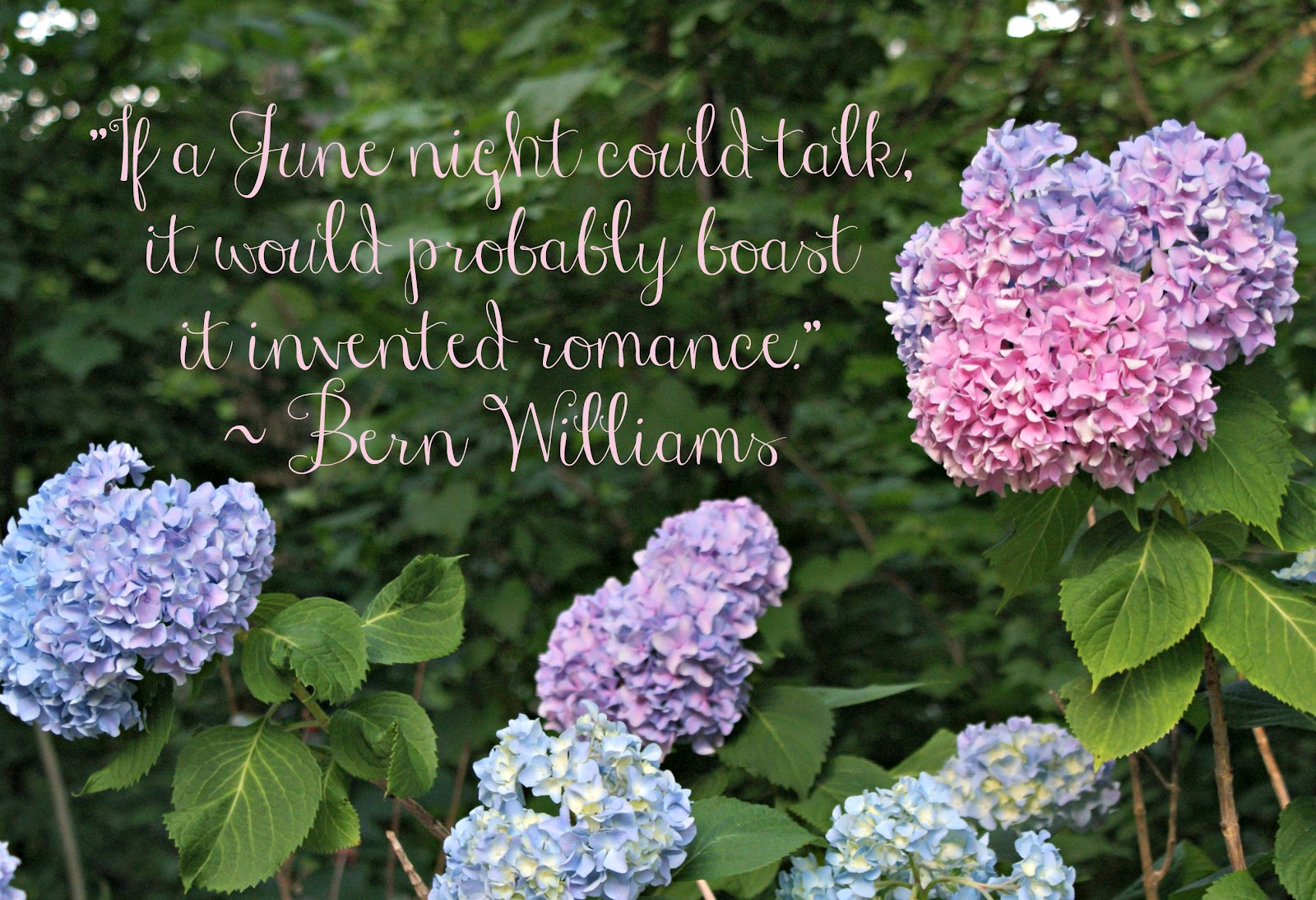 A Little Loveliness Beautiful Hydrangeas in Bloom