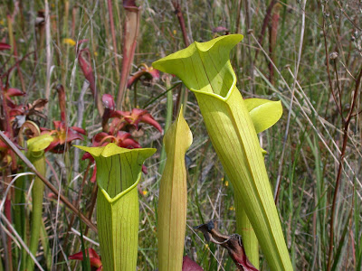 Yellow trumpets - Sarracenia alata - Pale pitcher plant grow and care