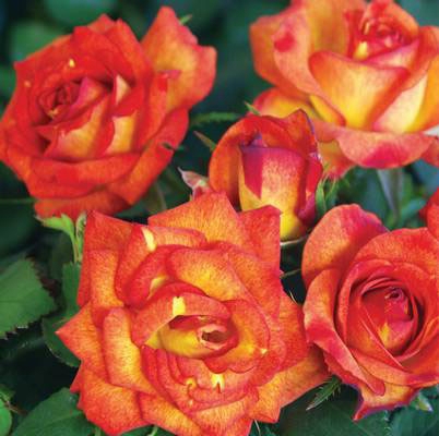 Роза мой мюнхен описание Роза мой мюнхен описание