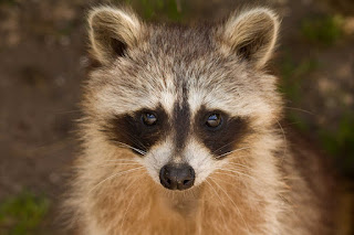 raccoon raccoon