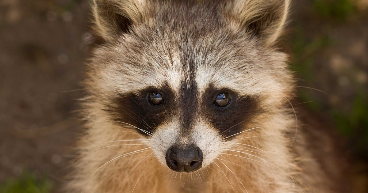 Deterrents For Raccoons Reviewed