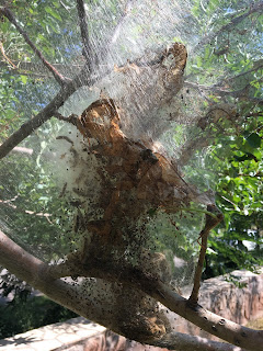 Fall webworm nest in apple tree (photo credit: Lucas Herndon)