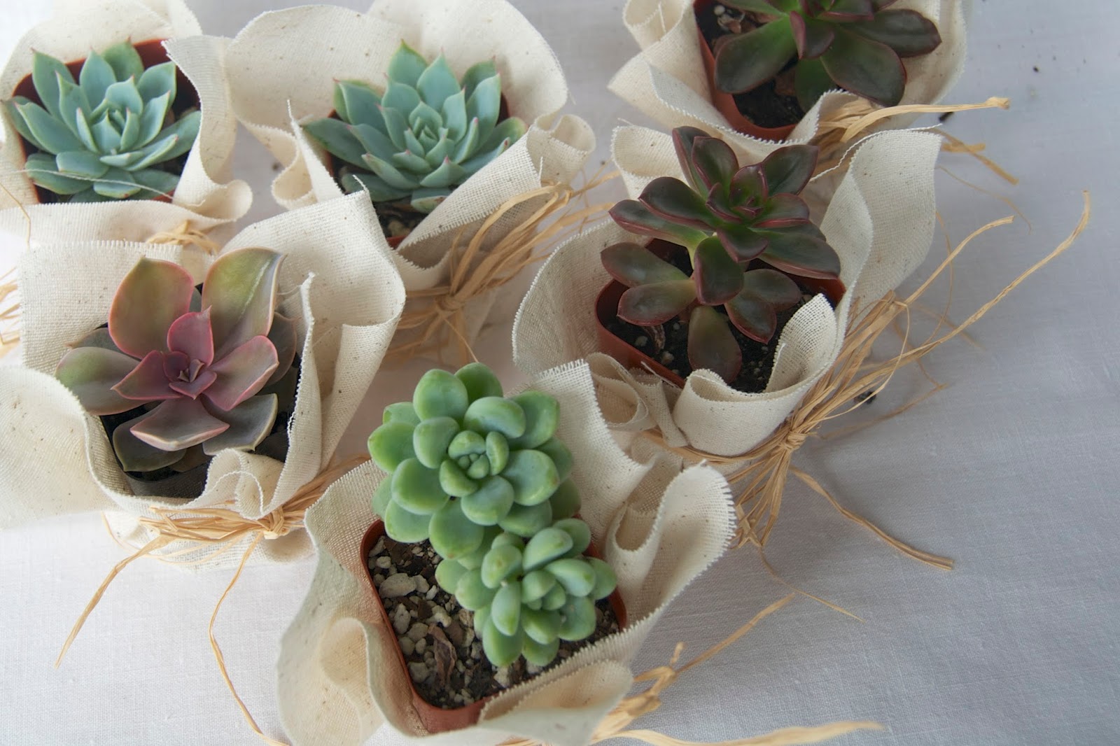 From Foothills To Fog: Diy Succulent Gift Idea