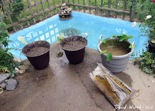 how to transplant aquatic plants from bucket to pond, lotus, lillypad