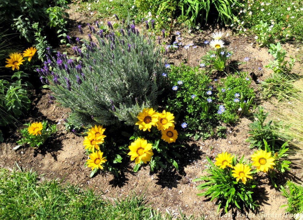 Late to the Garden Party My Favorite Plant This Week Gazania rigens