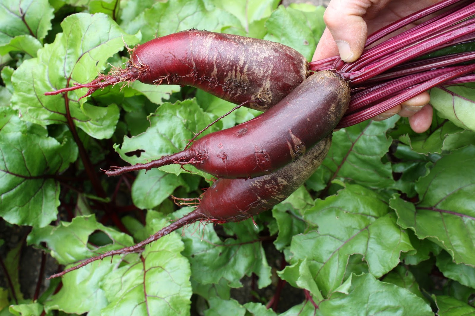 Сорт свеклы монти. Свекла лукерья. Сорт свеклы наоми. Сорт свеклы детройт. Богема сорт свеклы.