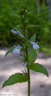 The Herb Hound: LOBELIA