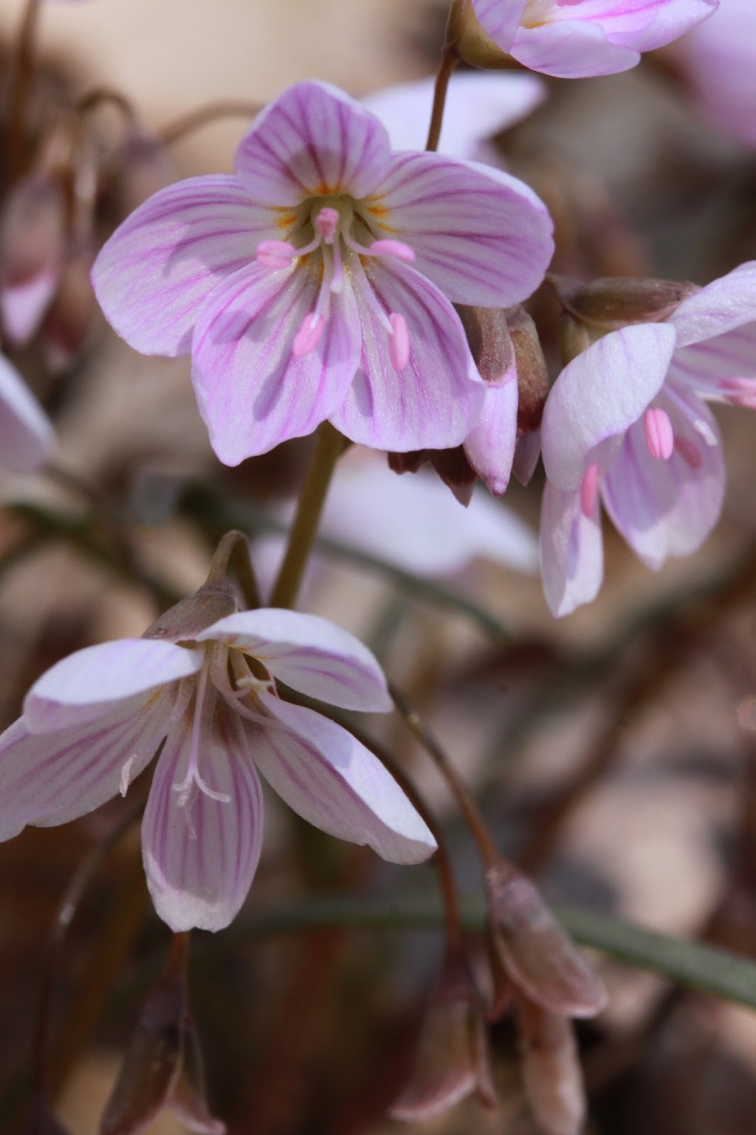 Kalamazoo Seasons Spring wildflowers 2016