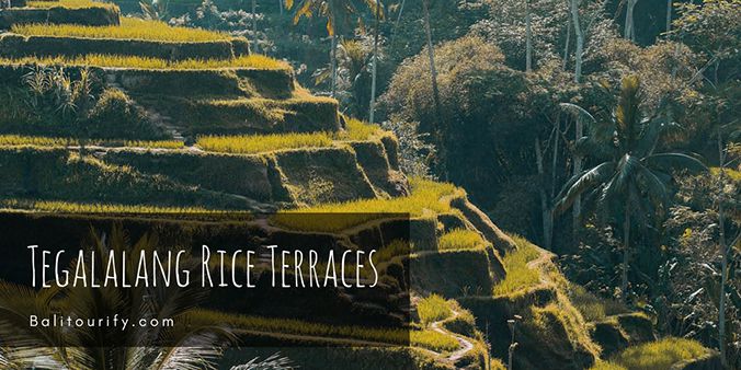 Ubud's Tegalalang Rice Terrace, Kintamani Volcano & Ubud Village Tour, Bali one day trips, Kintamani Bali and Ubud Tour