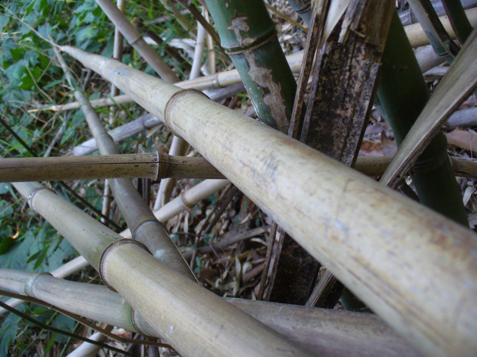 Create. What to do with Dead Bamboo?