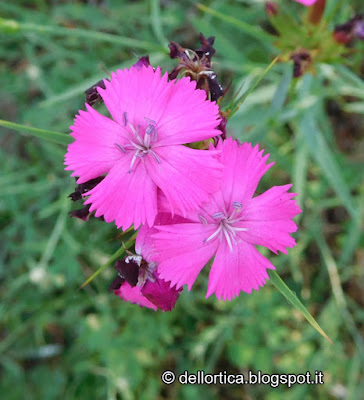 dictamus albus dittamo rosa lavanda tarassaco ortica erbe officinali confettura di rosa gelatina di tarassaco oleoliti sali aromatizzati tisane frutti di bosco