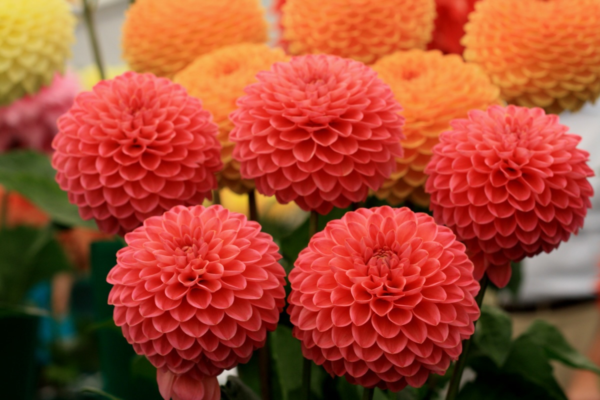 Gambar Bunga Dahlia Yang Indah Kumpulan Gambar
