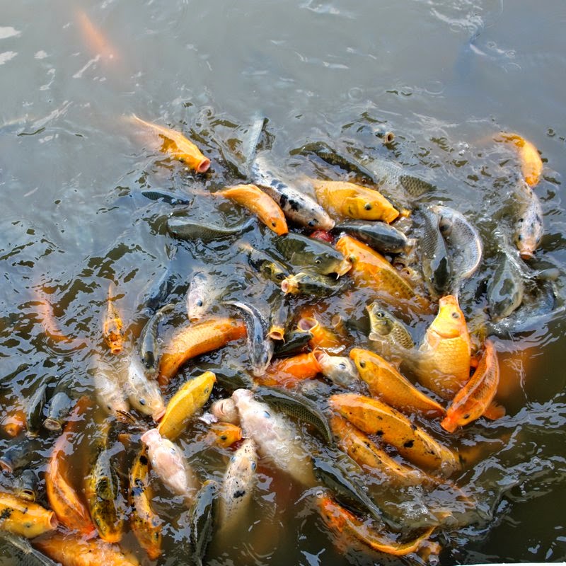 Profil Usaha dan Pola Pembiayaan Usaha Kecil Budidaya Ikan  
