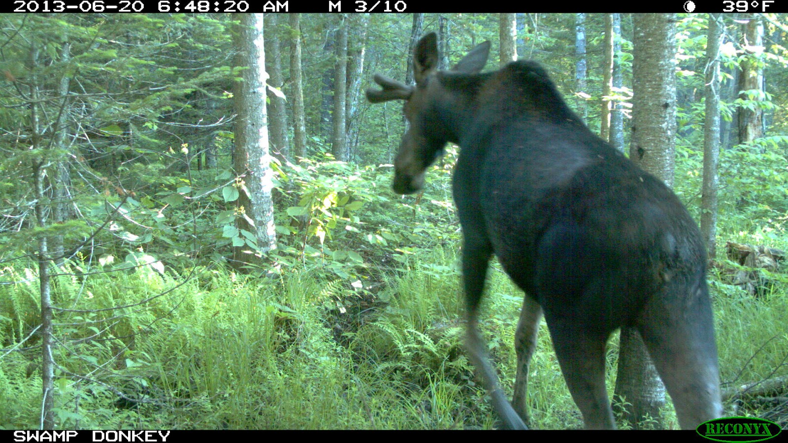 Swamp Donkey Adventures
