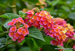 Prickly Lantana (Lantana camara) All year