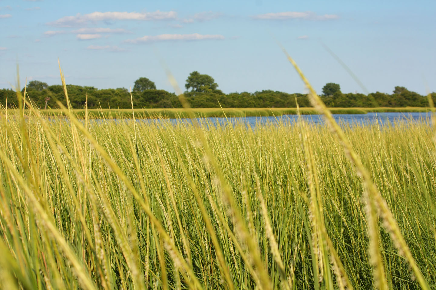 66 Square Feet (Plus) Jamaica Bay Wildlife Refuge