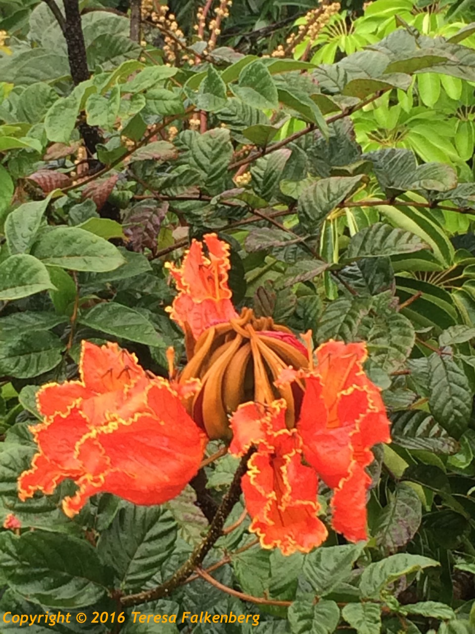 Big Island Hawaiian Adventure Flowers of Hawaii