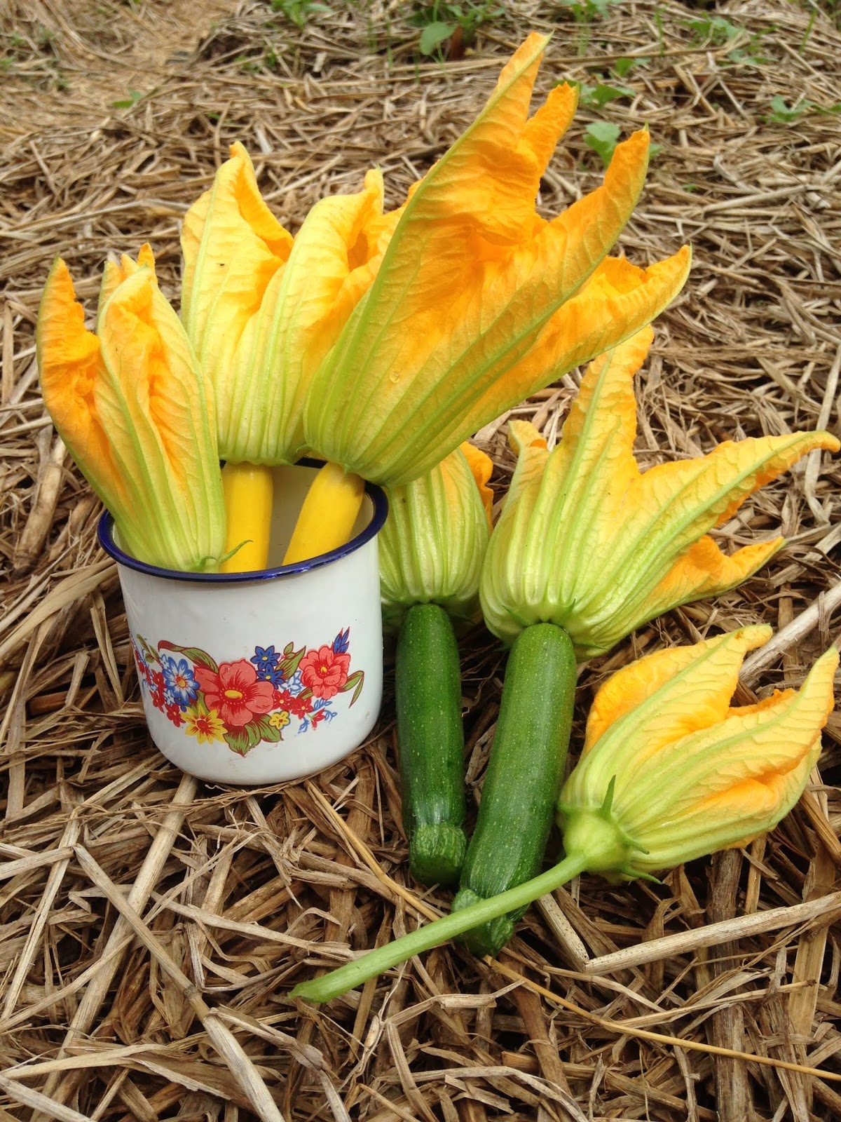 Tanaman Zucchini Yang Menyehatkan Manusia Milano Ruus