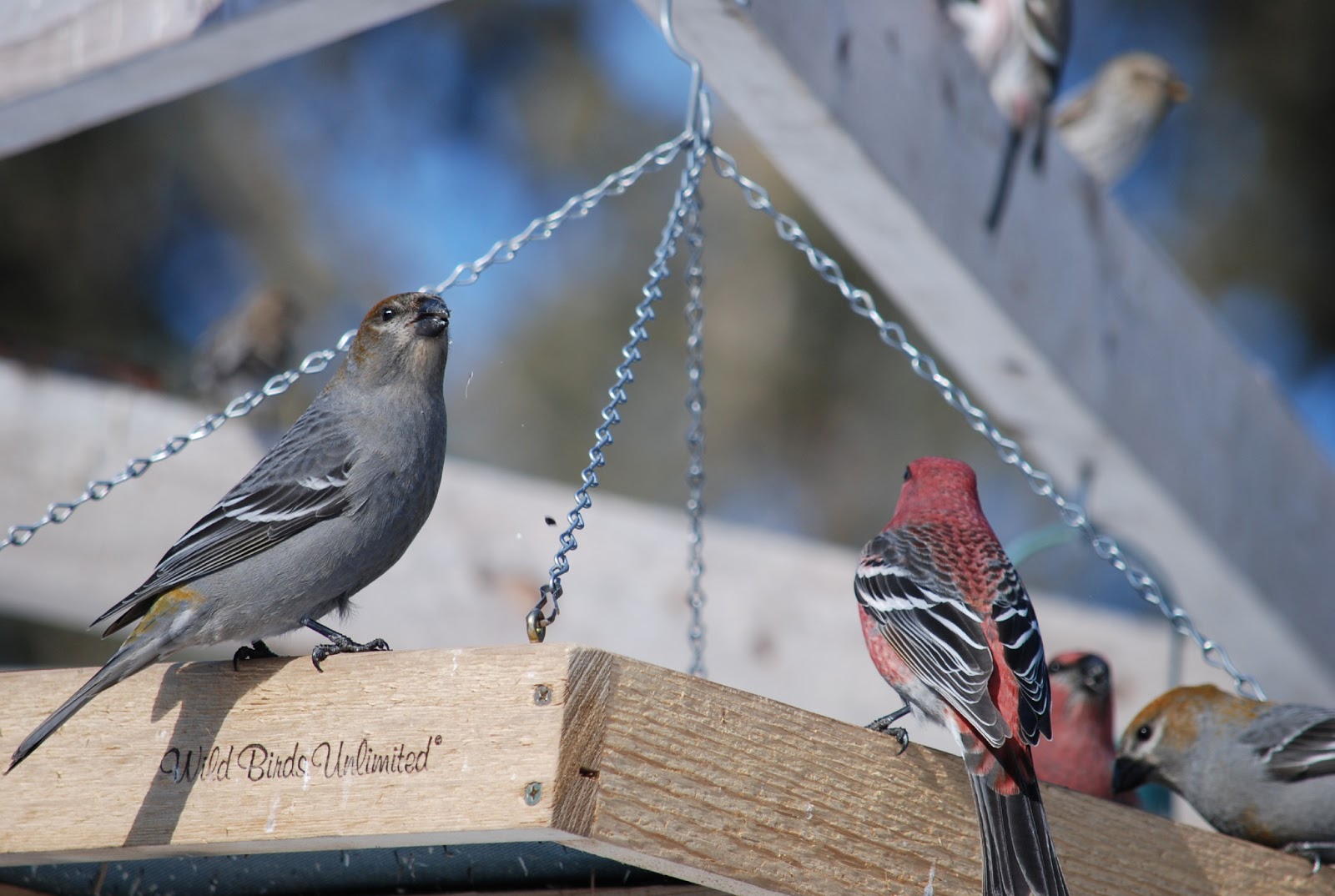 Minnesota Birdnerd Winter Birds Part 1