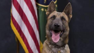 Border Rescue Dog Dies While Saving Illegal Aliens