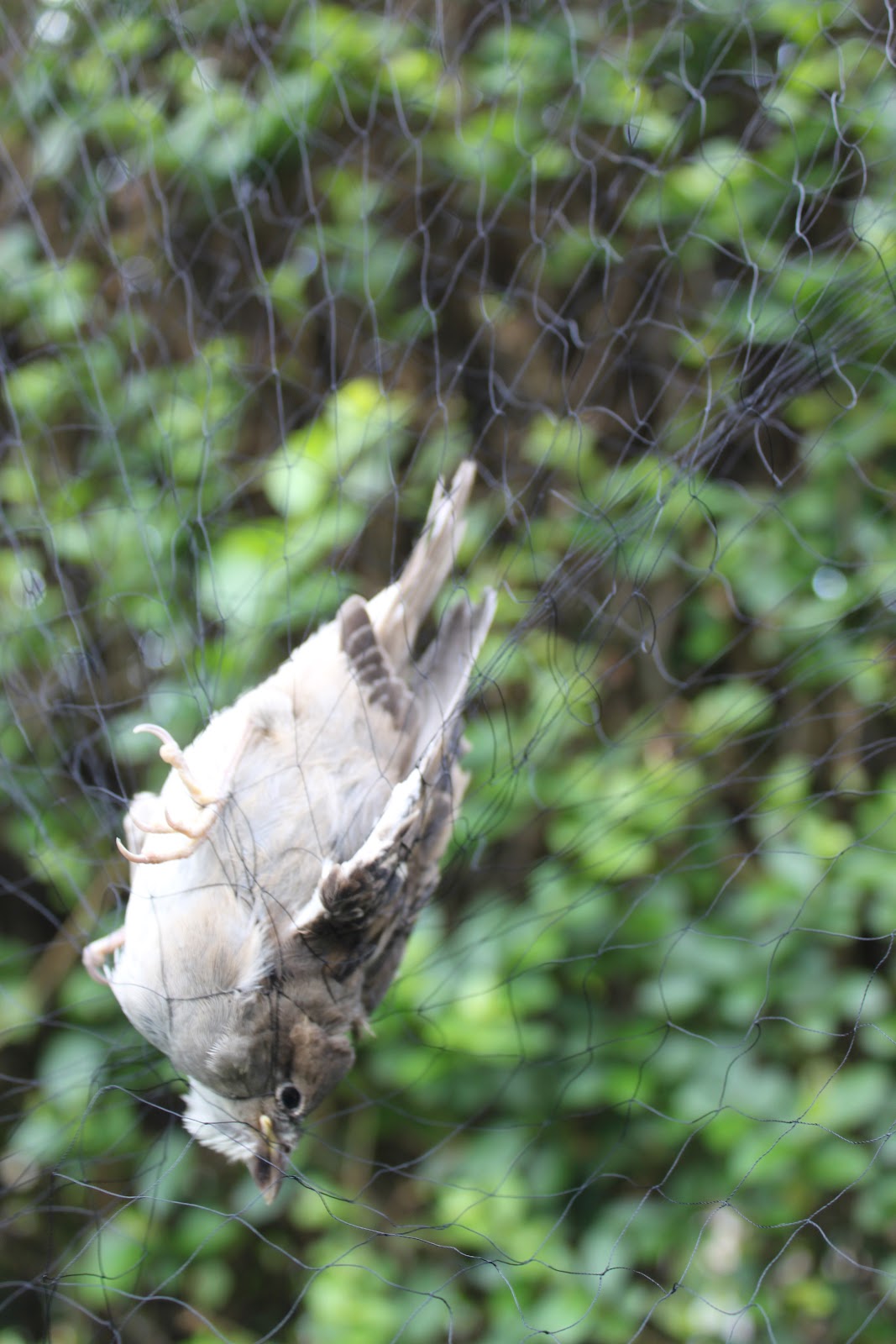 Bird In Everything Bird Mist Nets