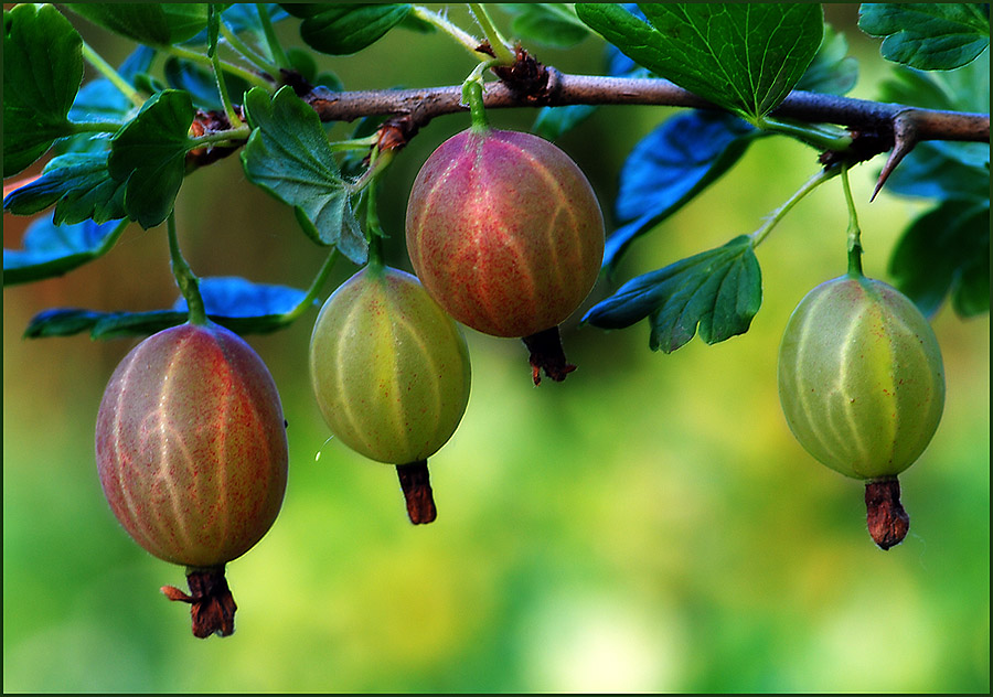 Плод растения крыжовник. Крыжовник кельтайнен. Плод растения крыжовник. Крыжовник хиннонмаки. Крыжовник мукуринес.