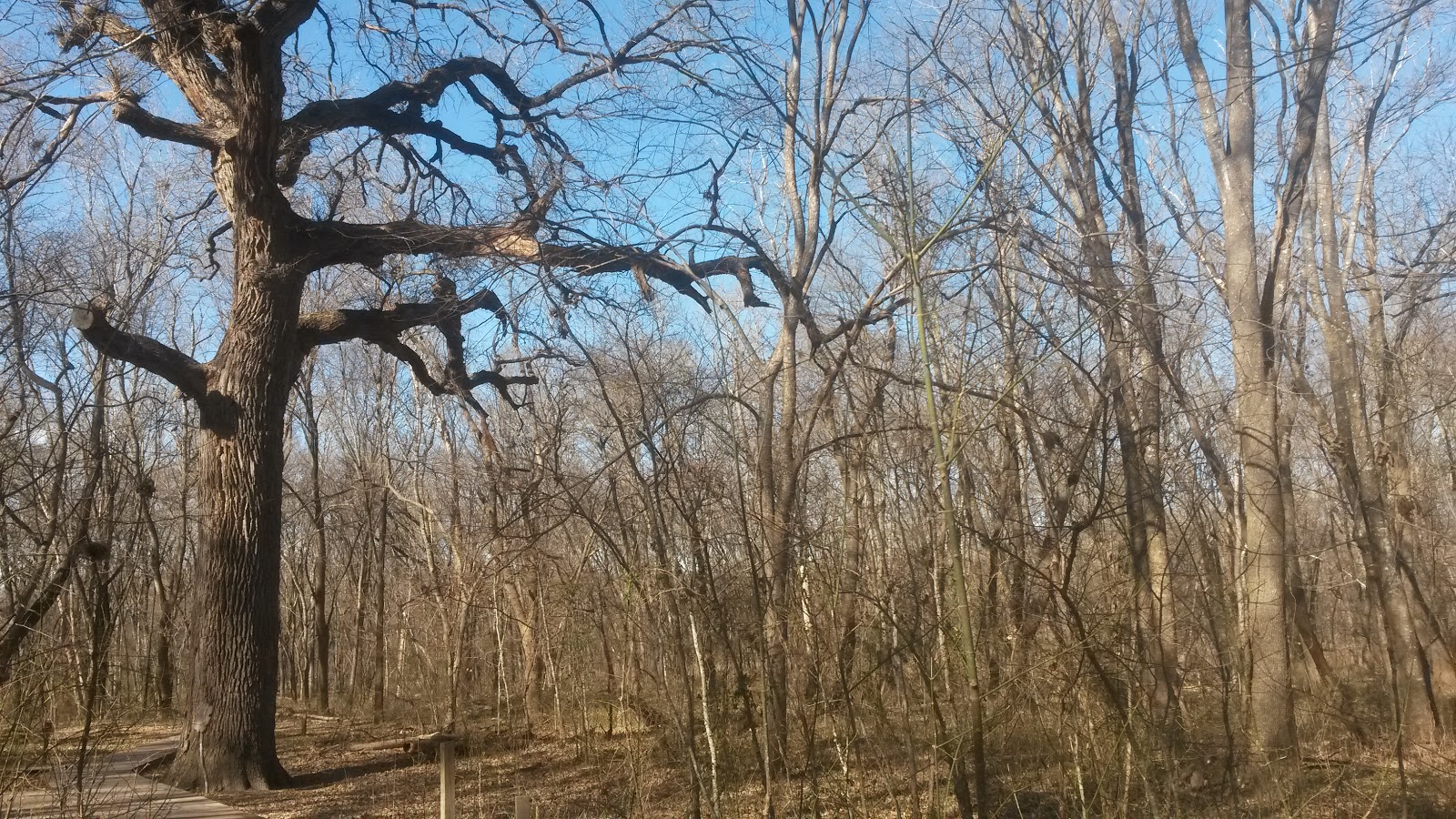 Nature Photography and Facts Bur Oak