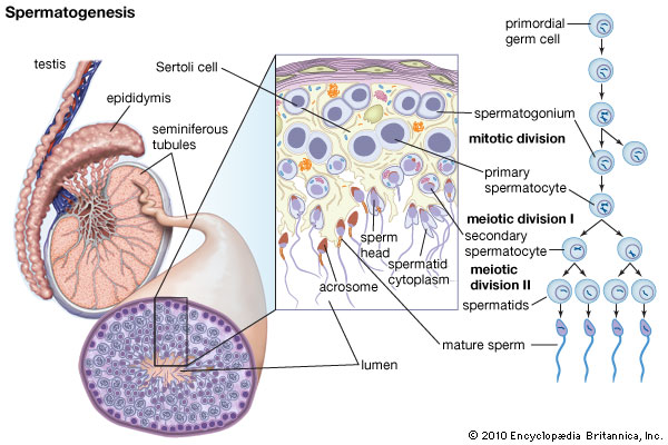 Spermatogenesis dan Struktur Sel Sperma