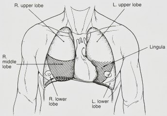 Absorb Medicine: Lingula of the Left Lung