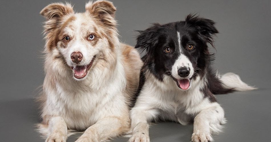 Absolutely Incredible Dogs Photography by Oszkar Daniel Gati