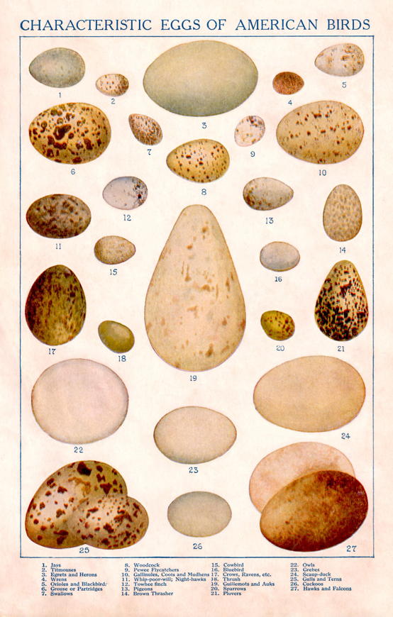 Plush Possum Studio Wild Bird Eggs of North America