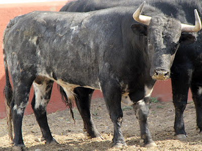 Foto: Ángel Sainos Foto. Ángel Sainos