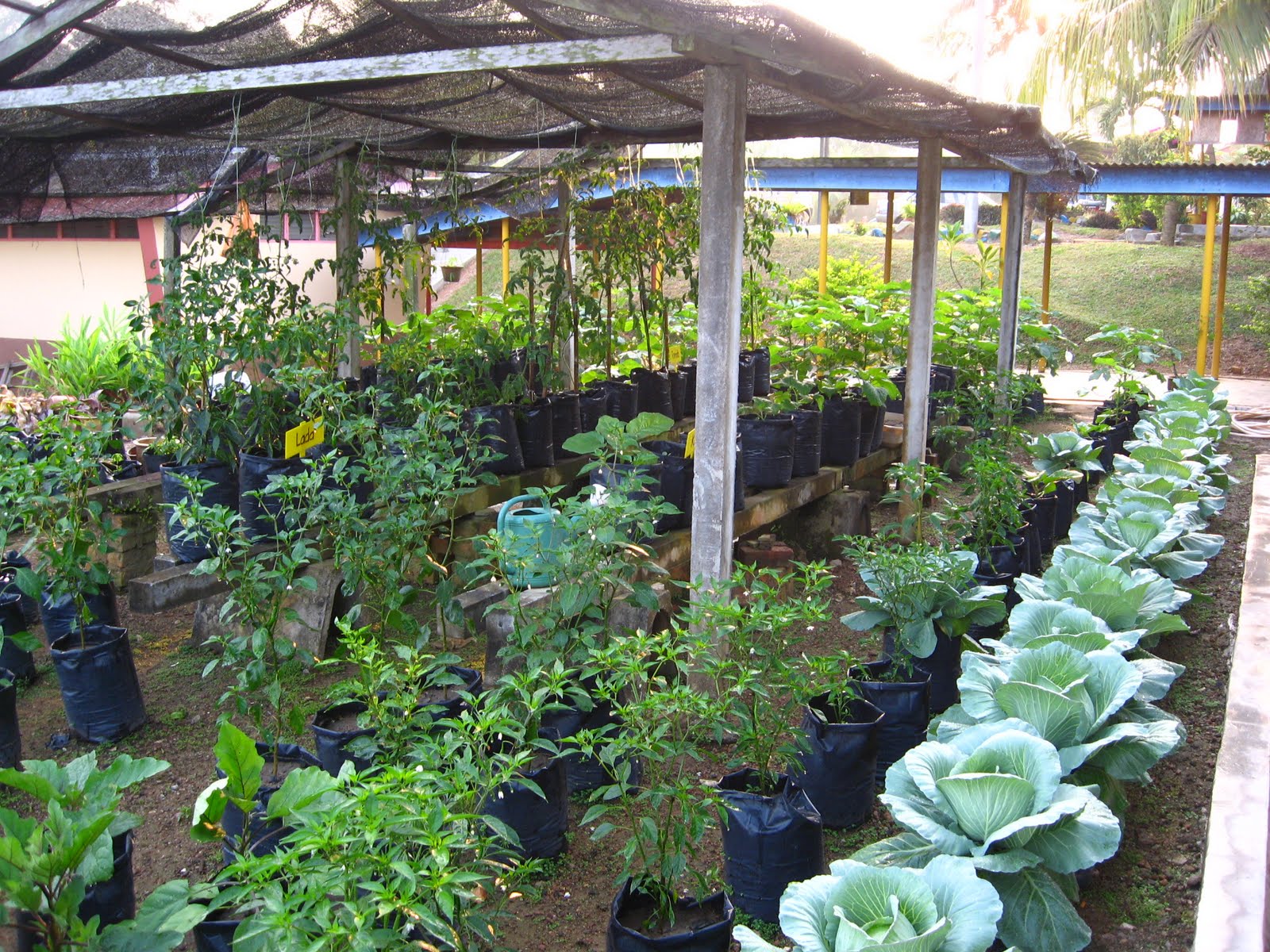 PUSAT SUMBER SK. AIR KUNING SELATAN: Kebun Sayur SKAKS