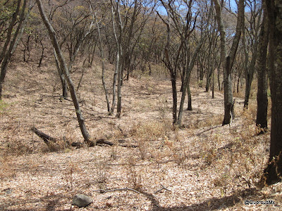 Bosque de encino entre la Sierra del Ixtle y la Chupinaya