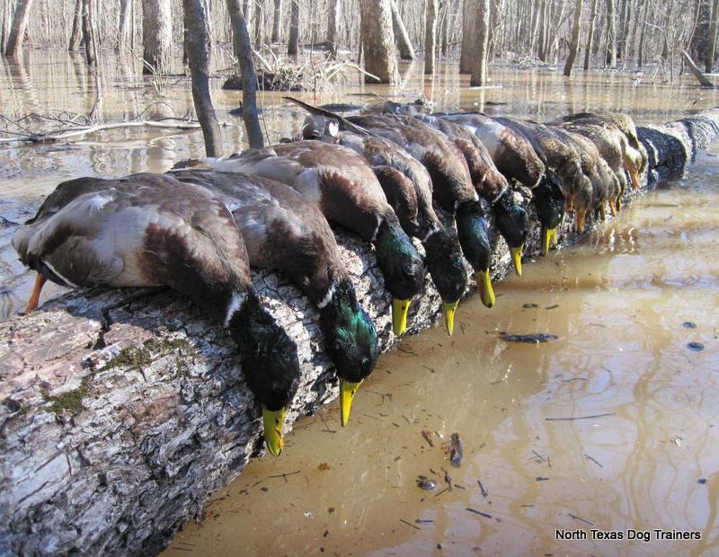 North Texas Dog Trainers & Duck Hunts