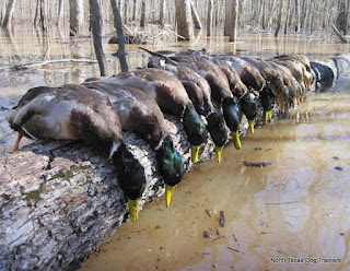 North Texas Duck Hunting|North Texas Duck Hunts|North Texas Retriever Trainers|North Texas Dog Trainers