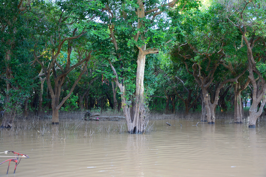 lasy namorzynowe w kambodży
