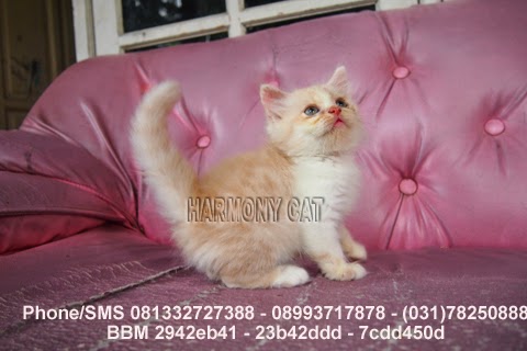 KUCING JANTAN LUCU WARNA CREAM AND WHITE SIDOARJO - SURABAYA ~ Jual ...