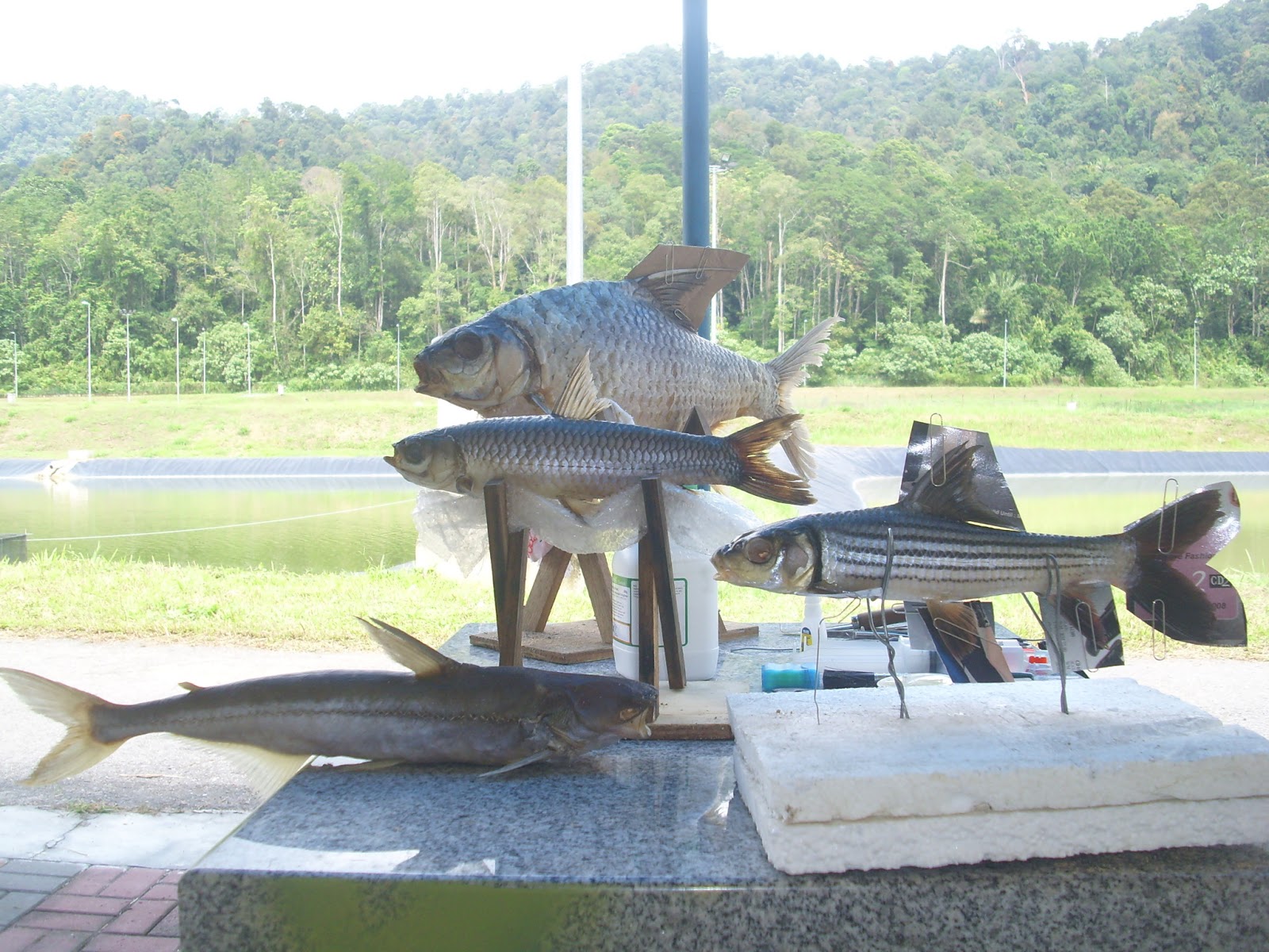 Taksidermi dan Pengawetan Kulit: Projek Taksidermi Ikan Di Freshwater