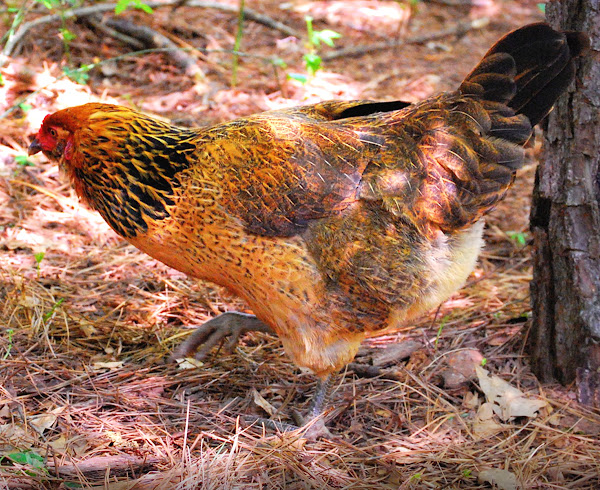 Start Profitable Easter Egger Chicken Farming Business