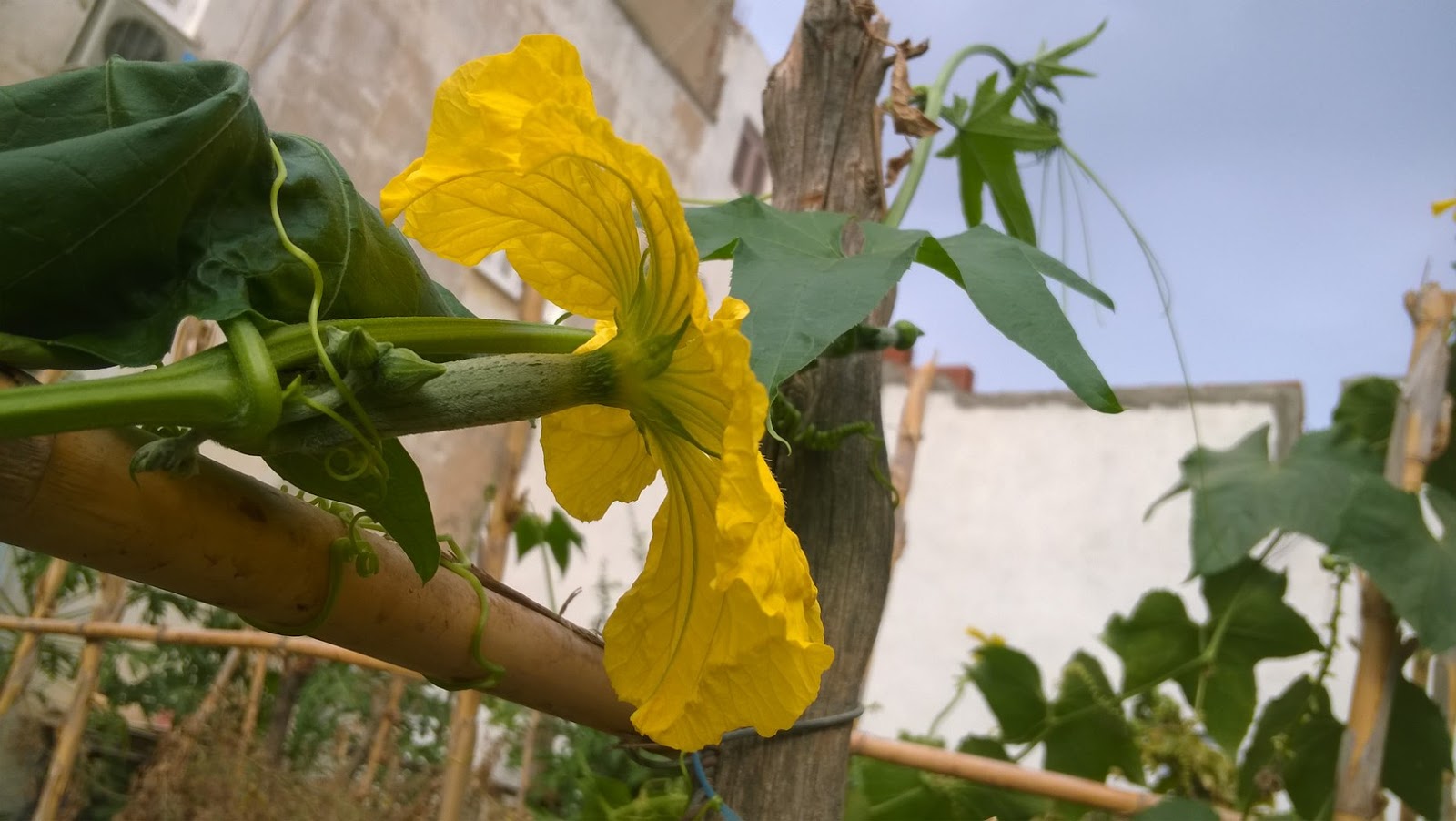 How To Grow Luffa Sponge
