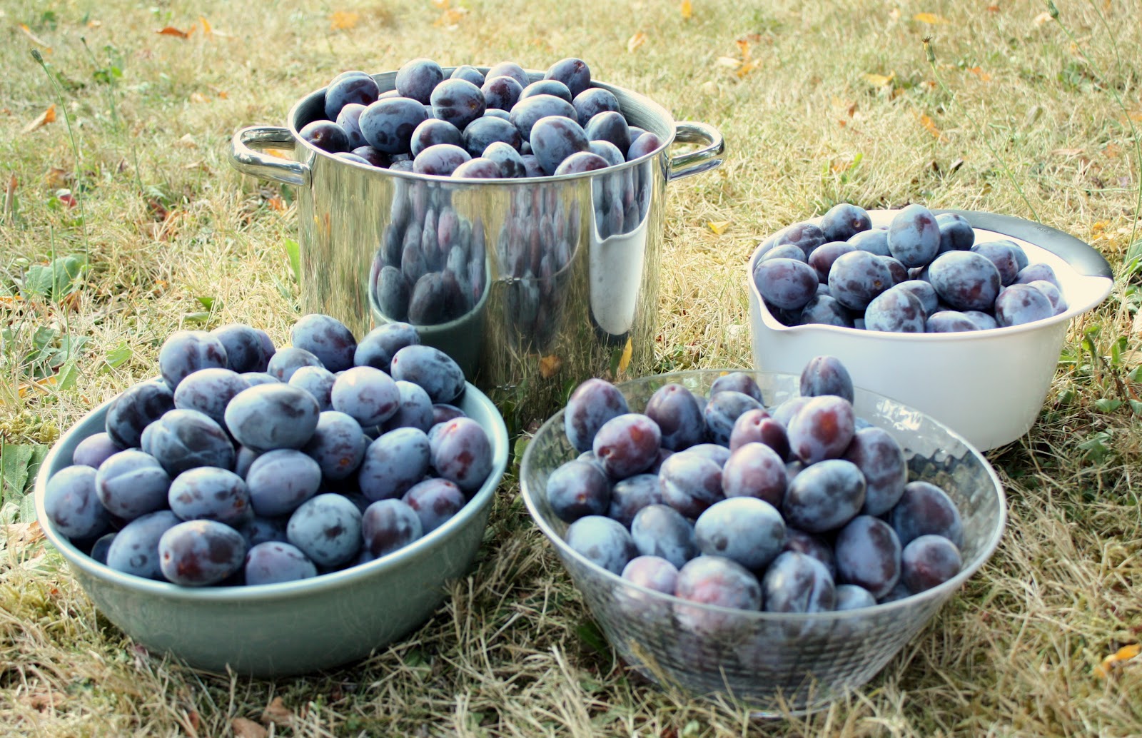 Fieldwork, Travel, and Food Plum Harvest