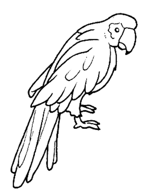 pappagallo Disegno da stampare e Colorare