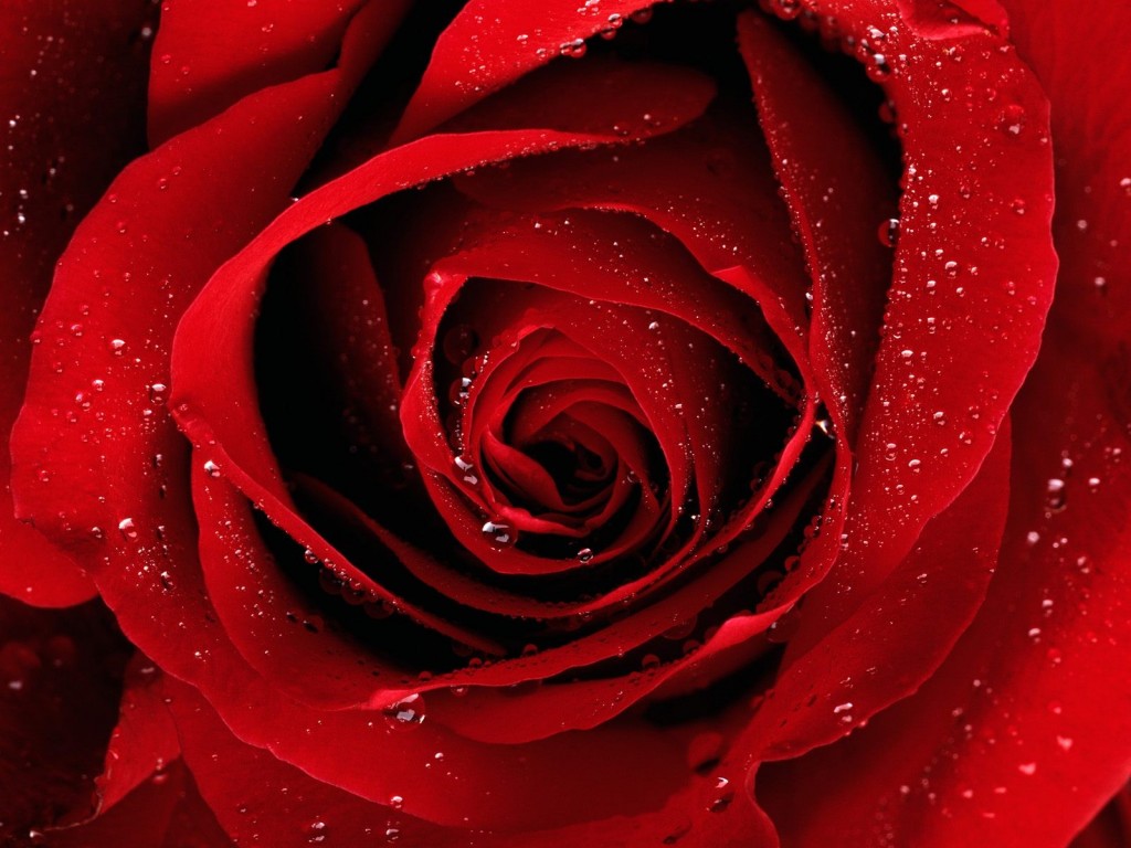 MM Significado das cores das rosas MM Significado das cores das rosas