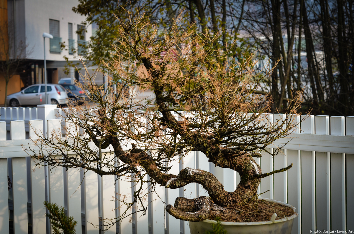 Bonsai Living Art Larix decidua yamadori First styling