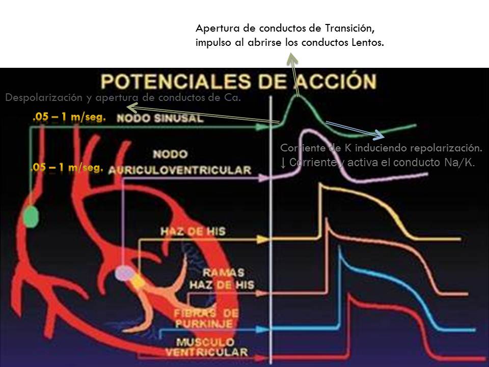 Fisiología Básica & Médica. Potencial de